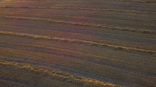 Campo di presse di paglia
