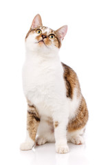 Cat is isolated on white. Cat poster.