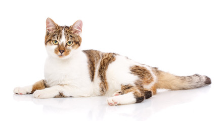 Portrait of a homeless cat. Cat without breed. The unfortunate cat needs help.