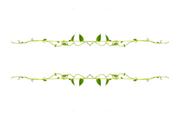 Bush grape or three-leaved wild vine cayratia (Cayratia trifolia) liana ivy plant bush, nature frame jungle border isolated on white background, clipping path included