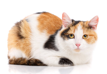 Portrait of a homeless cat. Cat without breed. The unfortunate cat needs help.