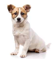 Funny puppy sits sideways. Isolated on a white background