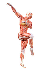 3D Rendering Female Anatomy Figure on White