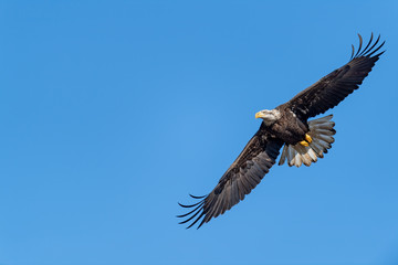 An American Bald Eagle in flight against a blue sky.