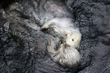 White otters swimming