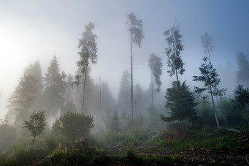 Misty landscape. Morning fog sunrise high in the Carpathian mountains. Ukraine.