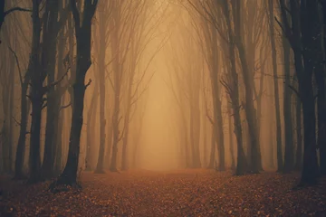 Fototapeten Wald im Nebel mit Nebel. Feenhafter gespenstisch aussehender Wald an einem nebligen Tag. Kalter nebliger Morgen im Horrorwald mit Bäumen © 4Max