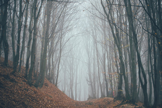 Free Fog Images – Browse 5,085 Free Stock Photos, Vectors, and Video ...