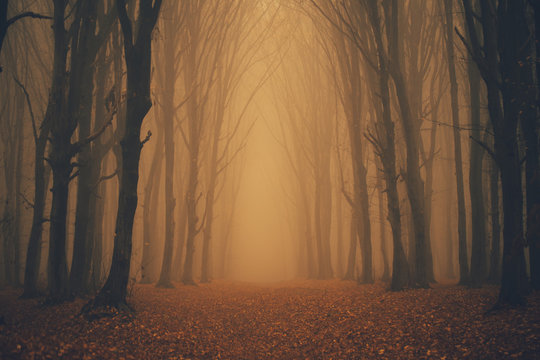 Forest in fog with mist. Fairy spooky looking woods in a misty day. Cold foggy morning in horror forest with trees