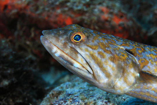 Sand diver lizardfish
