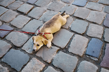 Sad dog is lying on the ground on the street