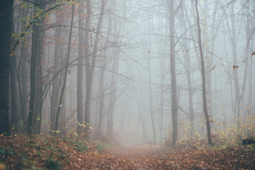 Forest in fog with mist. Fairy spooky looking woods in a misty day. Cold foggy morning in horror forest with trees