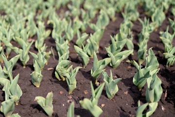 How to Grow Tulips. Early sprouts of tulips in a row in the park on a sunny day.
