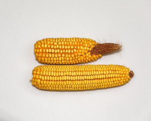 Isolated closeup comparing healthy corn ear to deformed, underdeveloped ear of corn missing kernels...