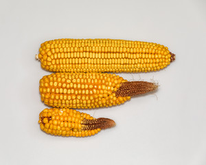 Isolated closeup comparing healthy corn ear to deformed, underdeveloped ear of corn missing kernels at tip on white background. Tip back, short tip fill, incomplete kernel set