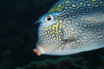 Honeycomb cowfish