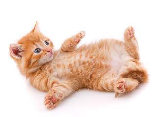 Fluffy red cat isolated on white background