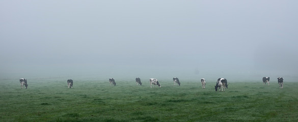 young black and white cows in green misty meadow