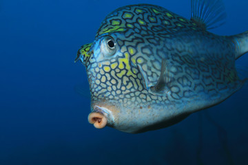 Honeycomb cowfish