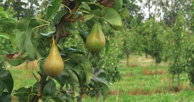 Wind shakes branches with pears on fruit tree field. Agriculture landscape shoot in 4k Ultra HD cinematic video