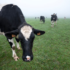 young black and white cows in green misty meadow