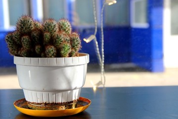 one cactus in a White pot, on the window Christmas garland