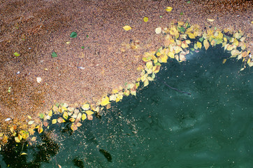 Yellow leaves and seeds of birch solid mass covering part of the surface of the pond in the autumn.