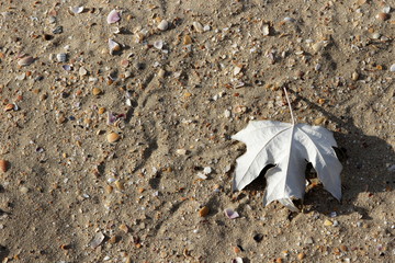 leaf on sand