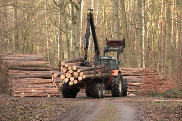 Transport von Stammholz zum Polter © ReNi
