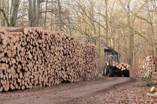 Lagerung von Stammholz am Waldrand