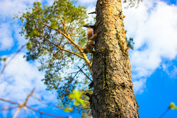 Obraz premium Squirrel on a tree