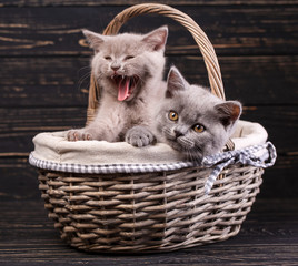 Fototapeta na wymiar Scottish straight kittens.Purebred Kittens at the photo studio