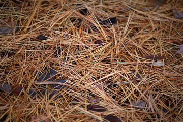 dry fir tree needles background