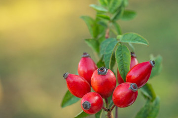 Freshly picked rose hips. Rose hip or rosehip, commonly known as the dog rose