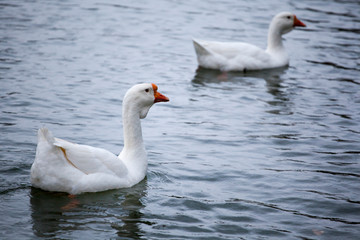 white goose bird river background 
