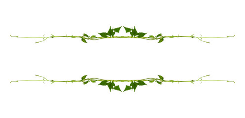 Bush grape or three-leaved wild vine cayratia (Cayratia trifolia) liana ivy plant bush, nature frame jungle border isolated on white background, clipping path included