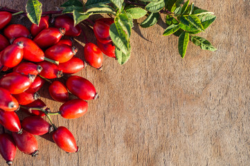 Freshly picked rose hips. Rose hip or rosehip, commonly known as the dog rose