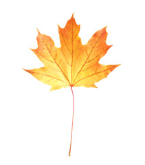 Beautiful leaf isolated on white. Autumn season