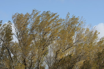 Copas de los arboles en una mañana soleada azotada por el viento