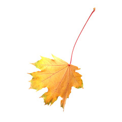 Beautiful leaf isolated on white. Autumn season