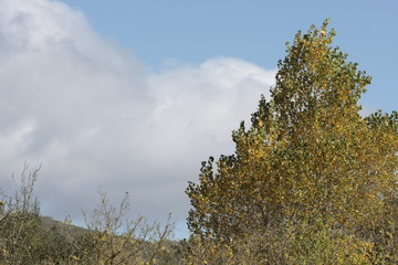 Copas de los arboles en una ma&ntilde;ana soleada azotada por el viento
