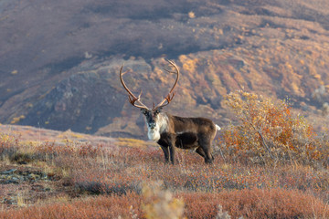 Barren Ground Caribou Bull Alaska in Autumn