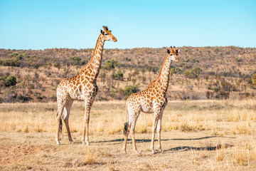 Naklejka na ściany i meble Giraffes herd family with baby eats in the South American savanna in a picturesque landscape with golden grass looking at the tourist during an atmospheric sunset on safari