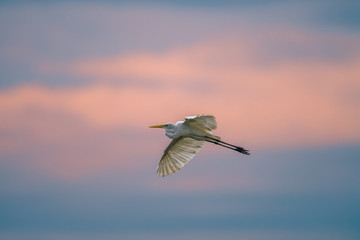 Great Egret in Mai Po Nature Reserve, Hong Kong (Formal Name: Ardea alba)