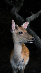 Fototapeta premium Deer side in the wood