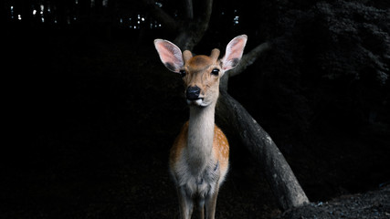 Deer in the big wood