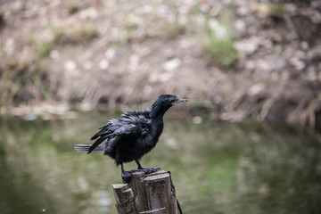 Cormorant standing on a tree stump.