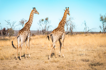  Giraffes herd family with baby eats in the South American savanna in a picturesque landscape with golden grass looking at the tourist during an atmospheric sunset on safari