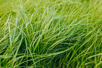 Fresh green spring grass with dew drops closeup with sun on natural defocused light nature bokeh background