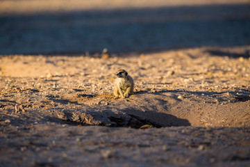 Suricate watching out